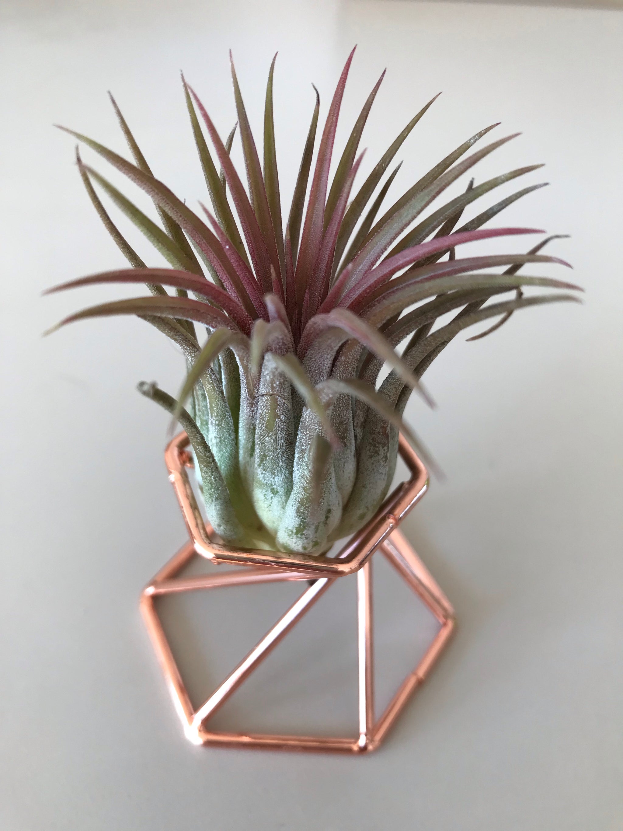 Support Tillandsia Holder
