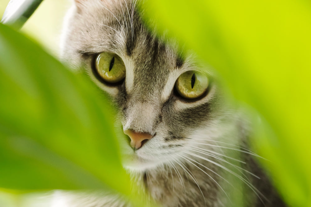 Non-toxique pour les animaux