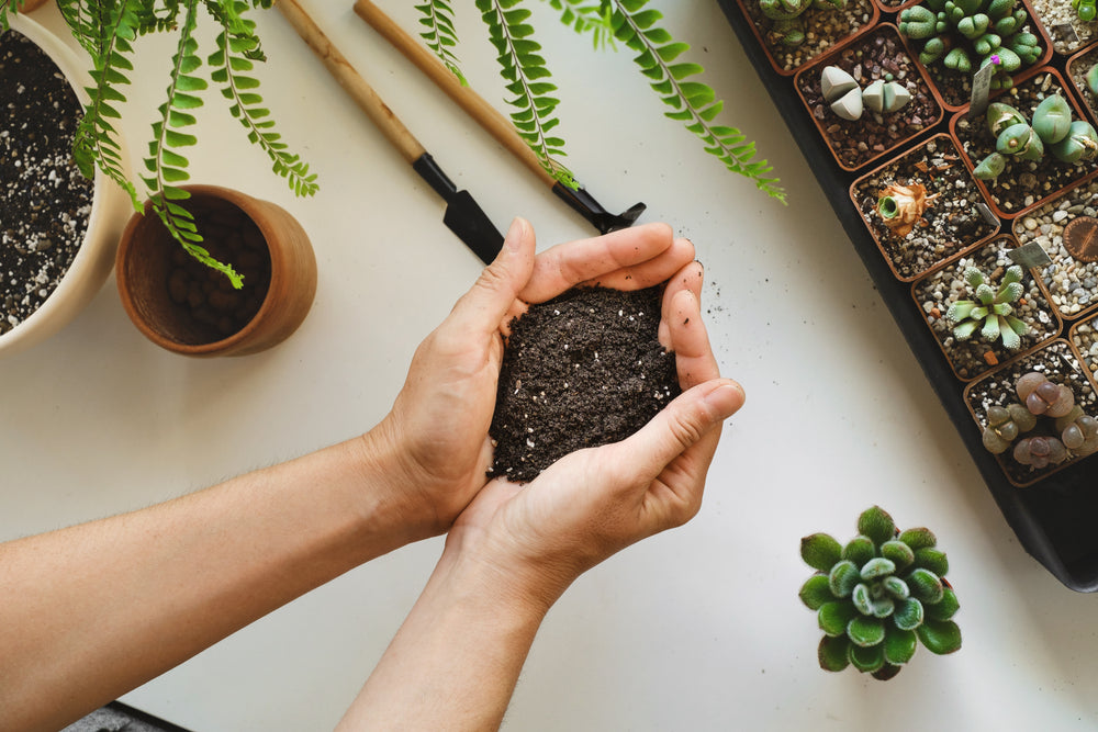 Entretien de vos plantes