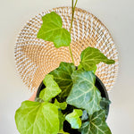 Hedera Helix (Ivy)