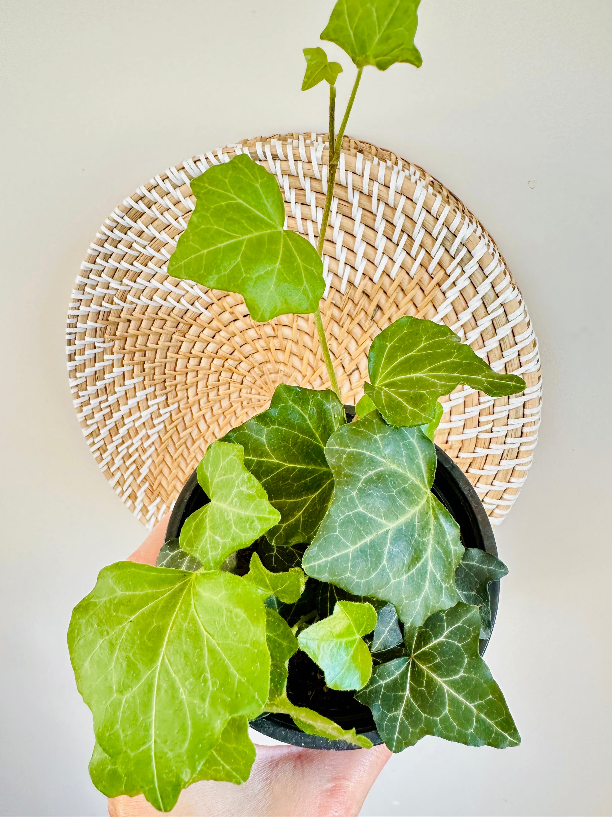 Hedera Helix (Ivy)