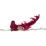 Birdclip | Oiseau rouge