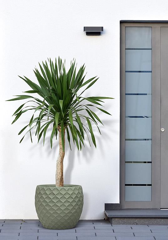 Cache-pot | Terrain-045