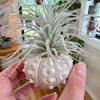 Tillandsia/tectorum en coquillage
