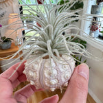Tillandsia/tectorum en coquillage