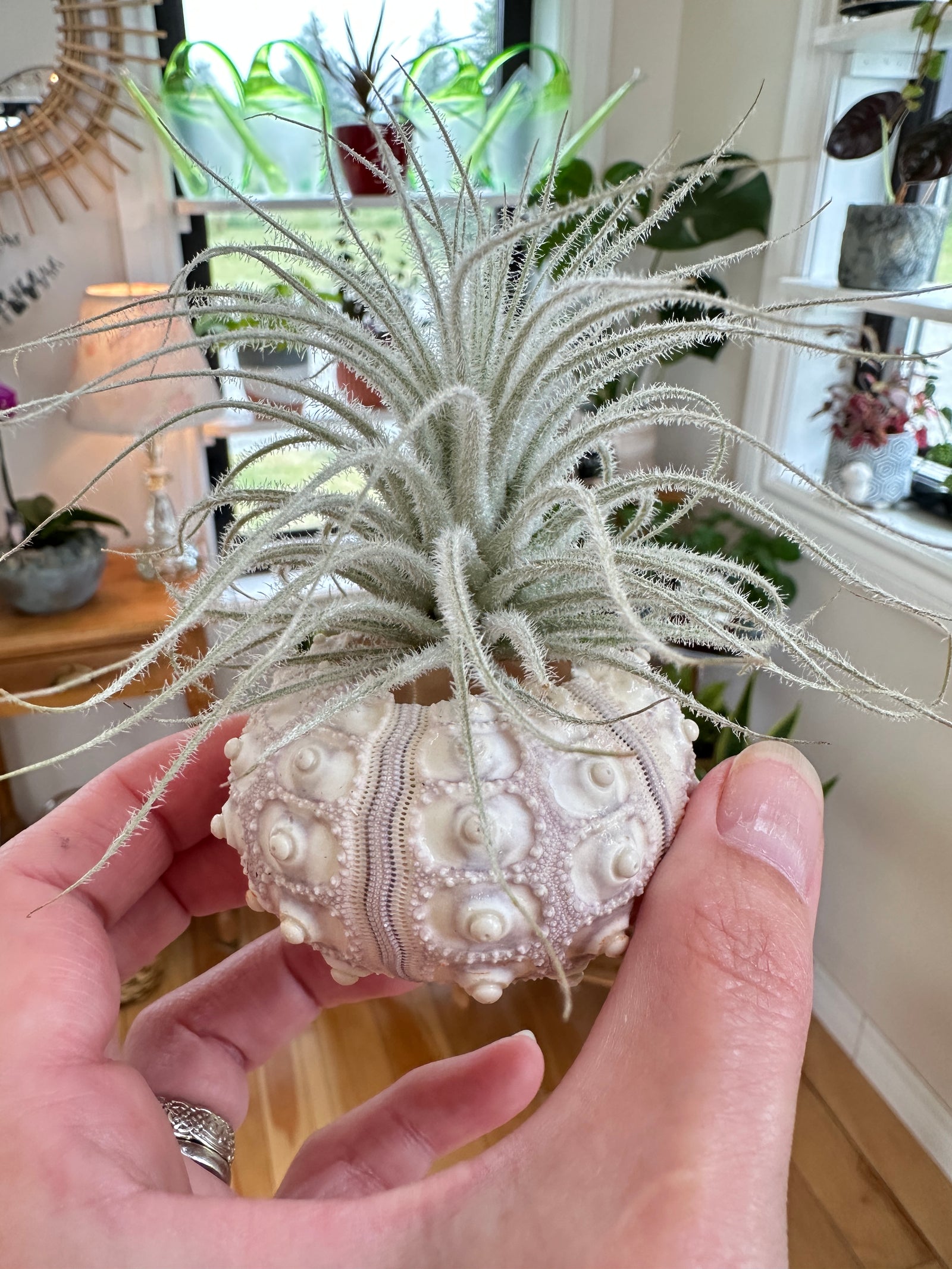 Tillandsia/tectorum en coquillage