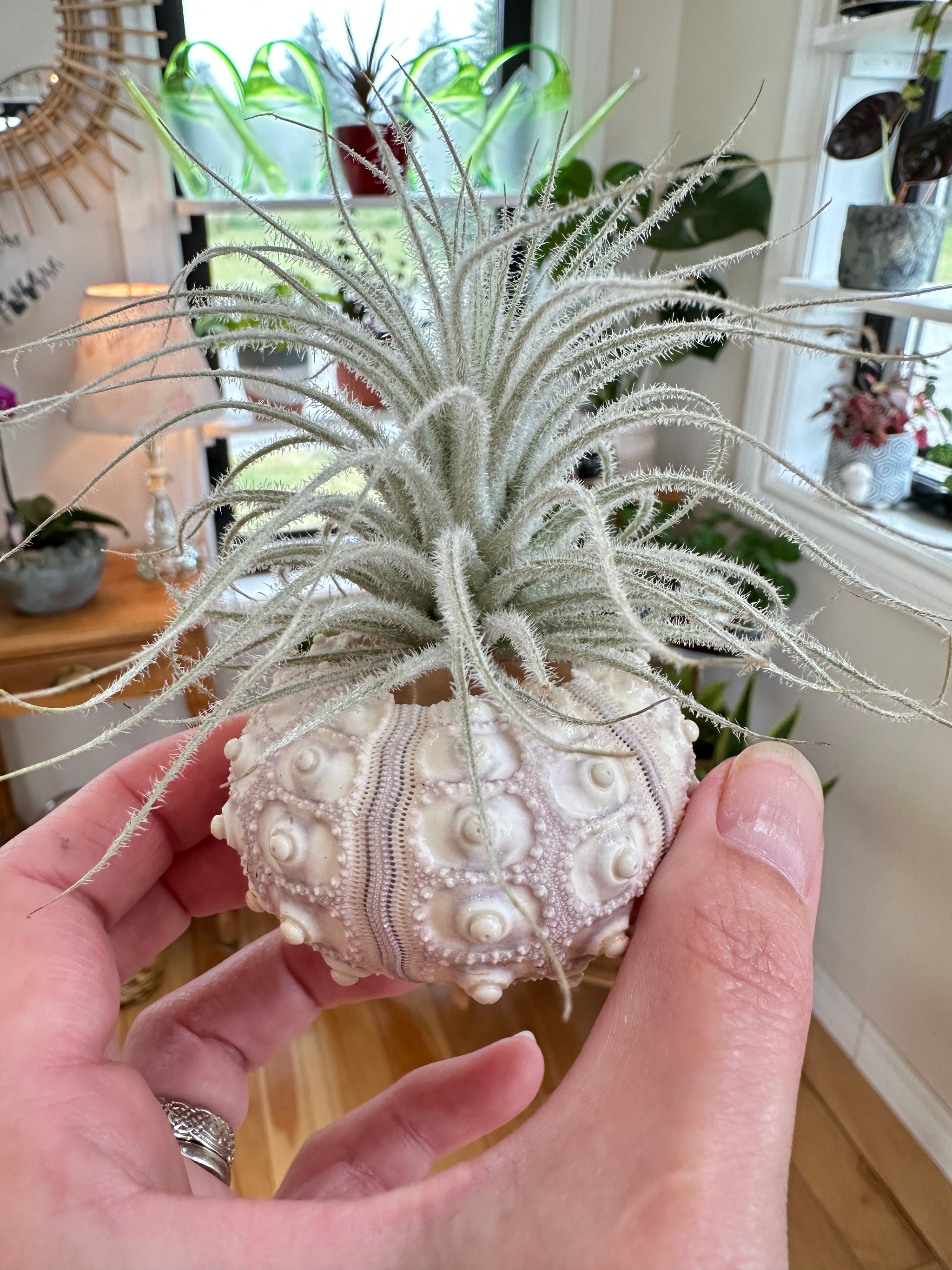 Tillandsia/tectorum en coquillage