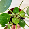 Pilea Peperomioides