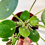 Pilea Peperomioides