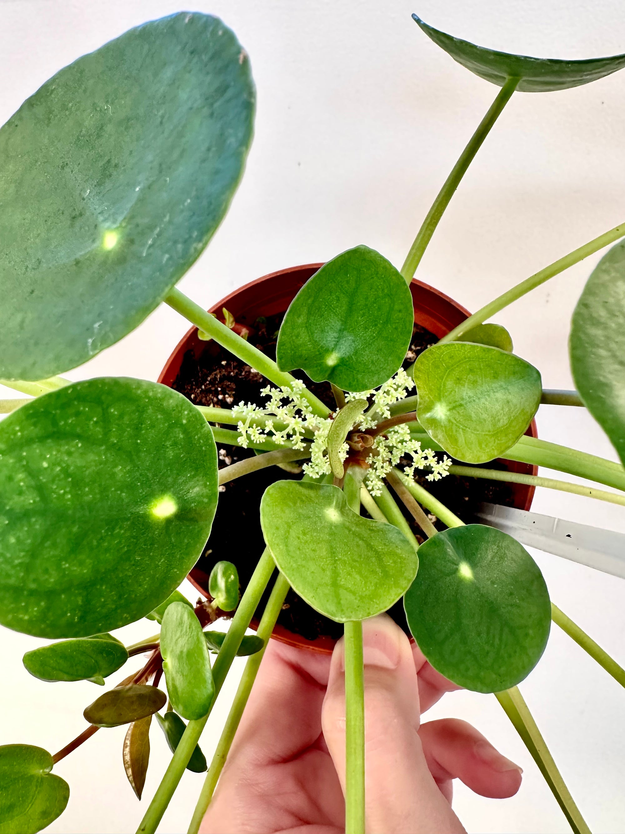 Pilea Peperomioides