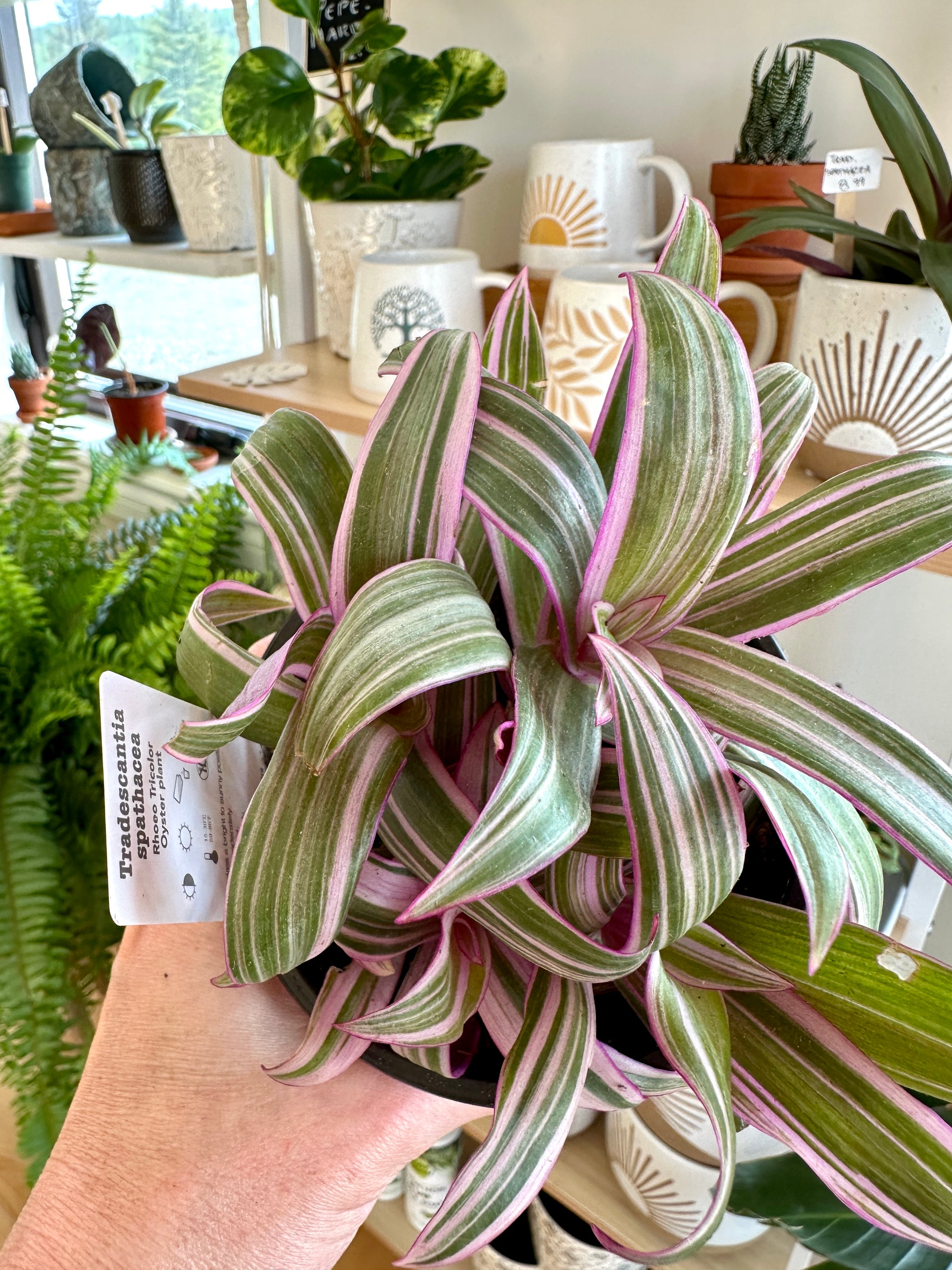 Tradescantia spathacea 'Tricolor'
