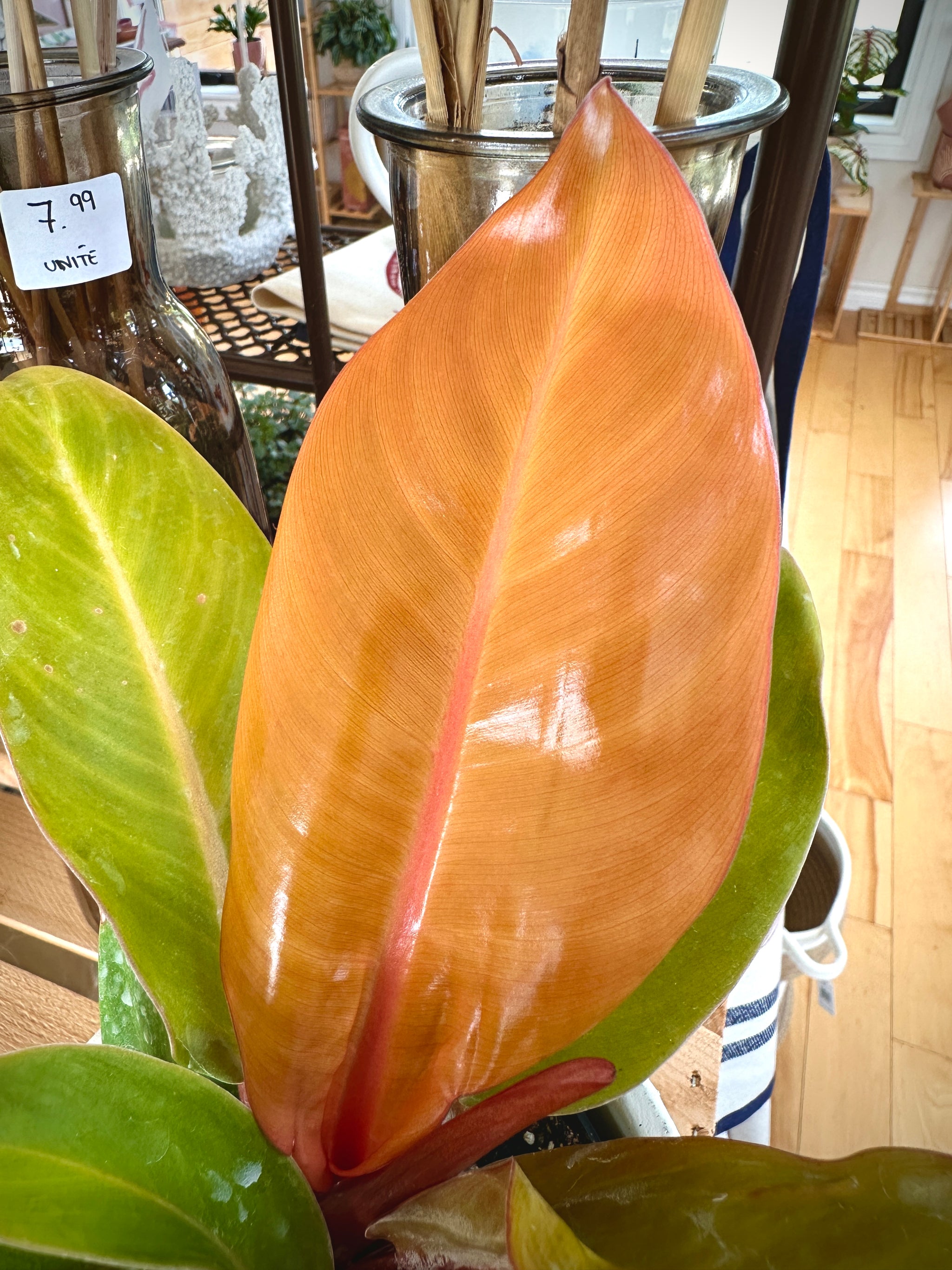 Philodendron Prince of Orange