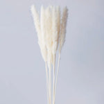 Off-white pampas grass