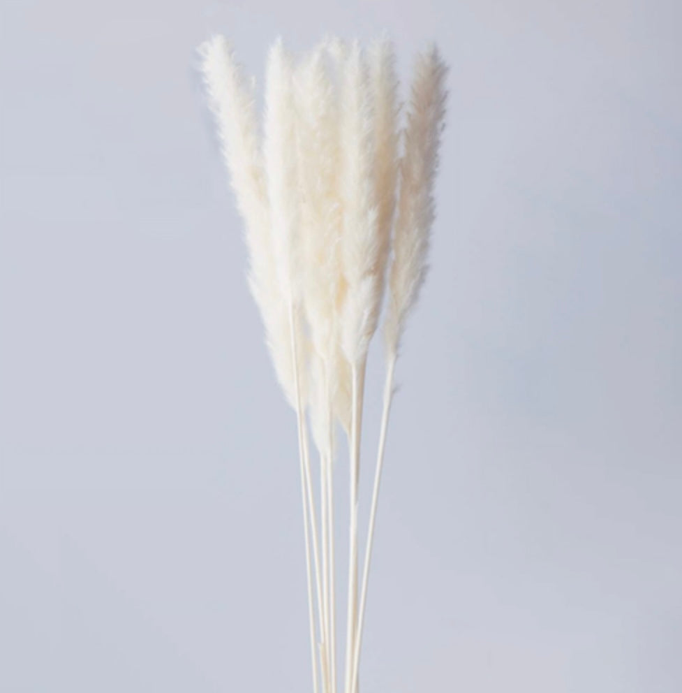 Off-white pampas grass