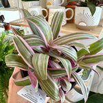 Tradescantia spathacea 'Tricolor'