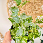 Hedera Helix | Lierre