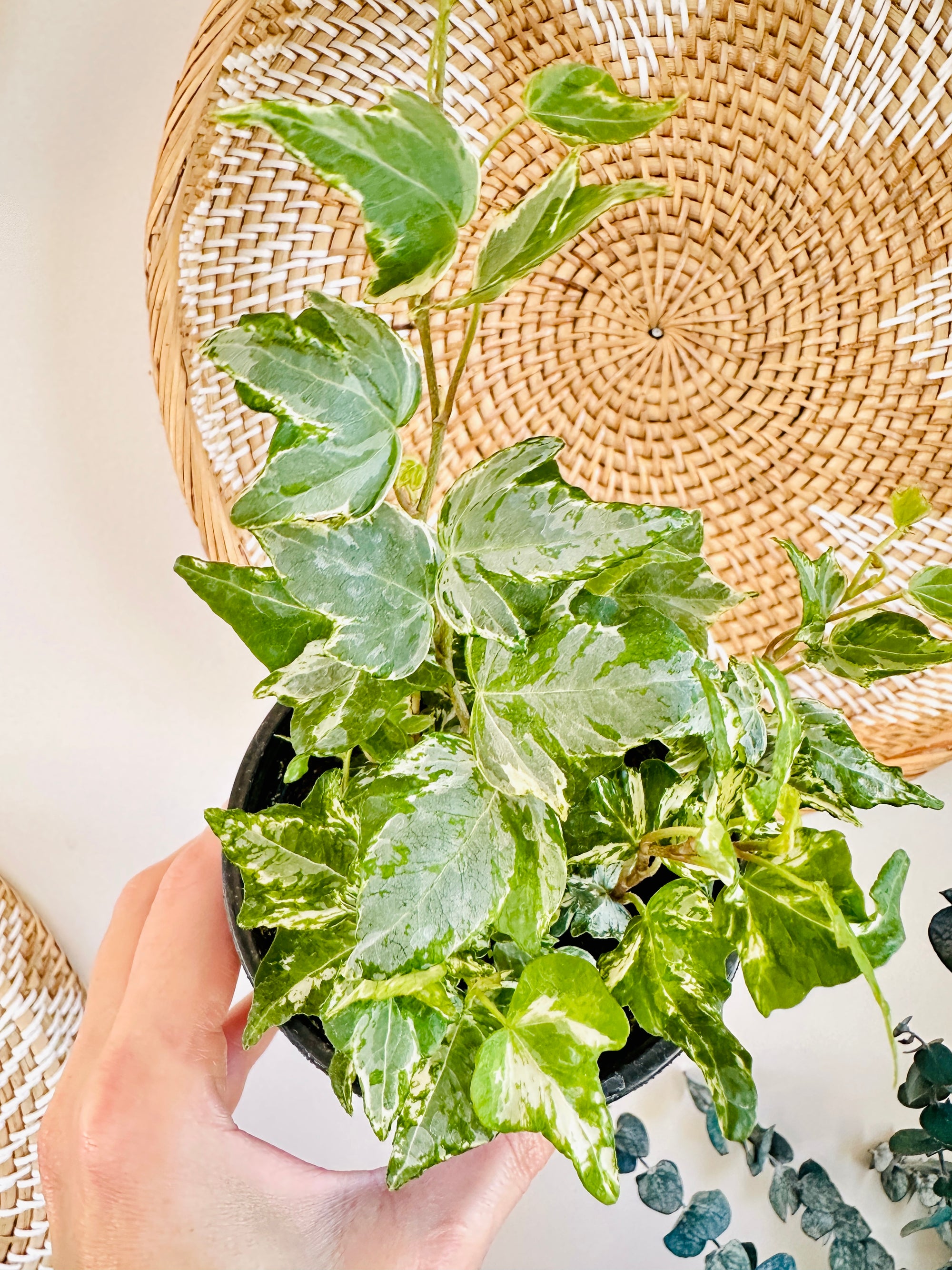 Hedera Helix (Ivy)