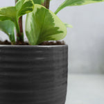 cache-pot céramique noir