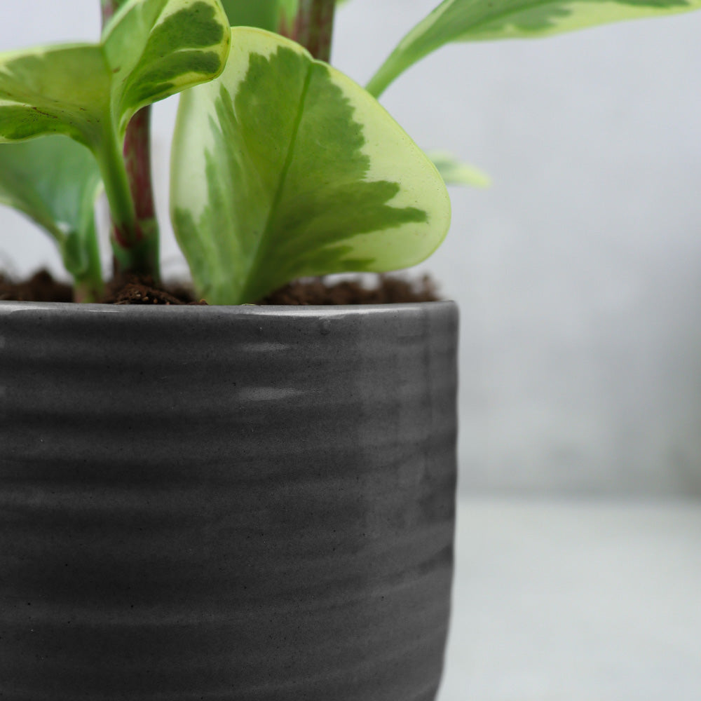 cache-pot céramique noir