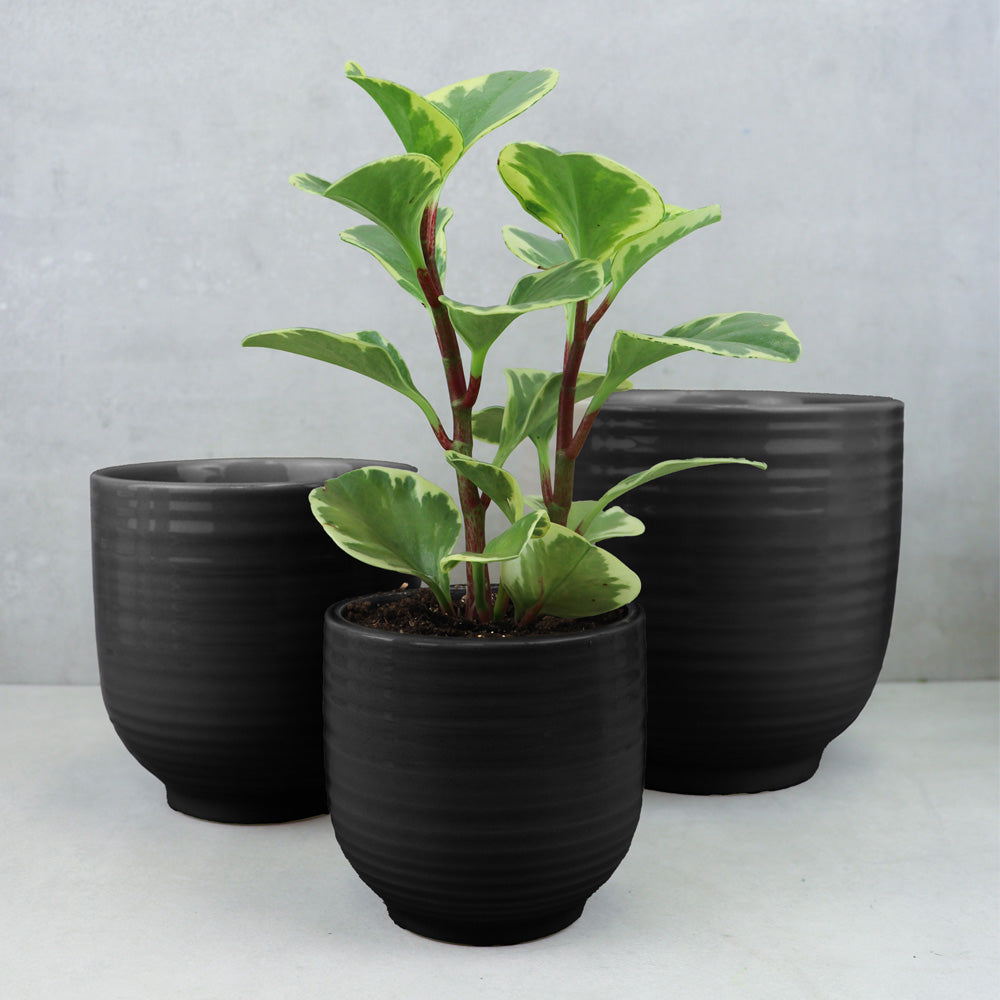 cache-pot céramique noir