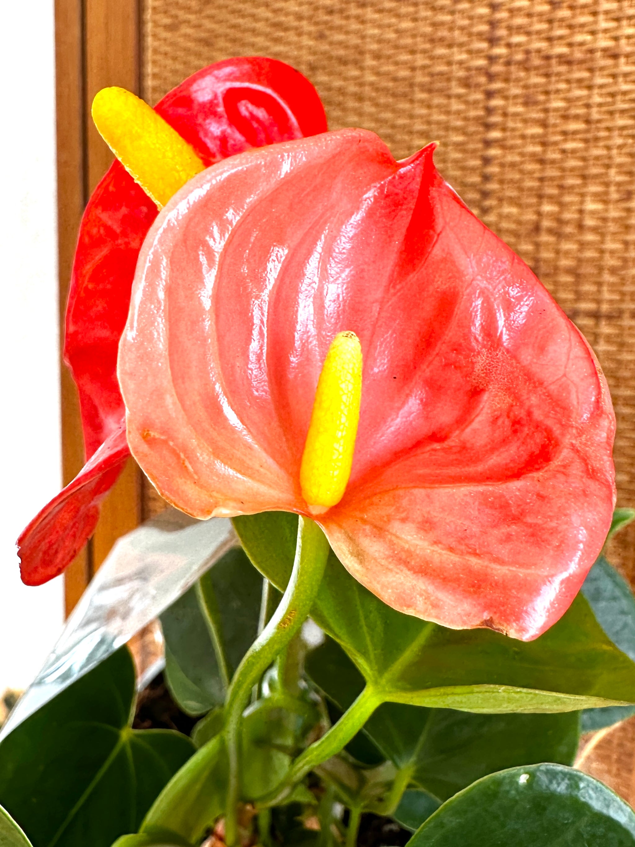 Anthurium Andreanum 4”