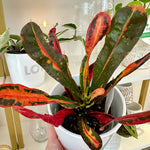 Croton mammy