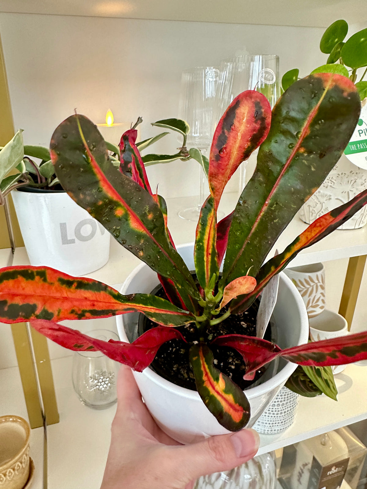 Croton mammy