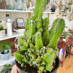 Acanthocereus tetragonus | Cactus Fairy Castle