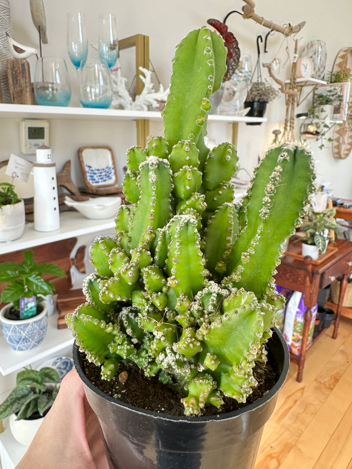Acanthocereus tetragonus | Cactus Fairy Castle