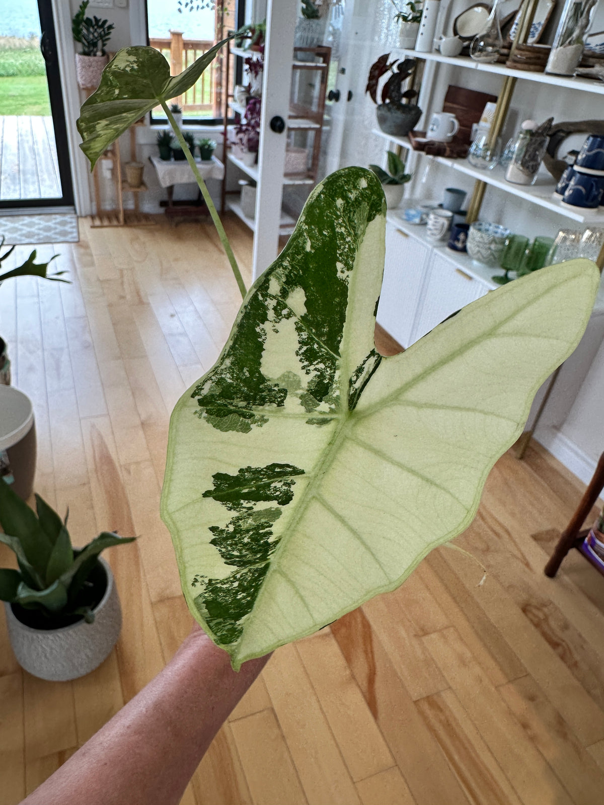 Alocasia Frydek var