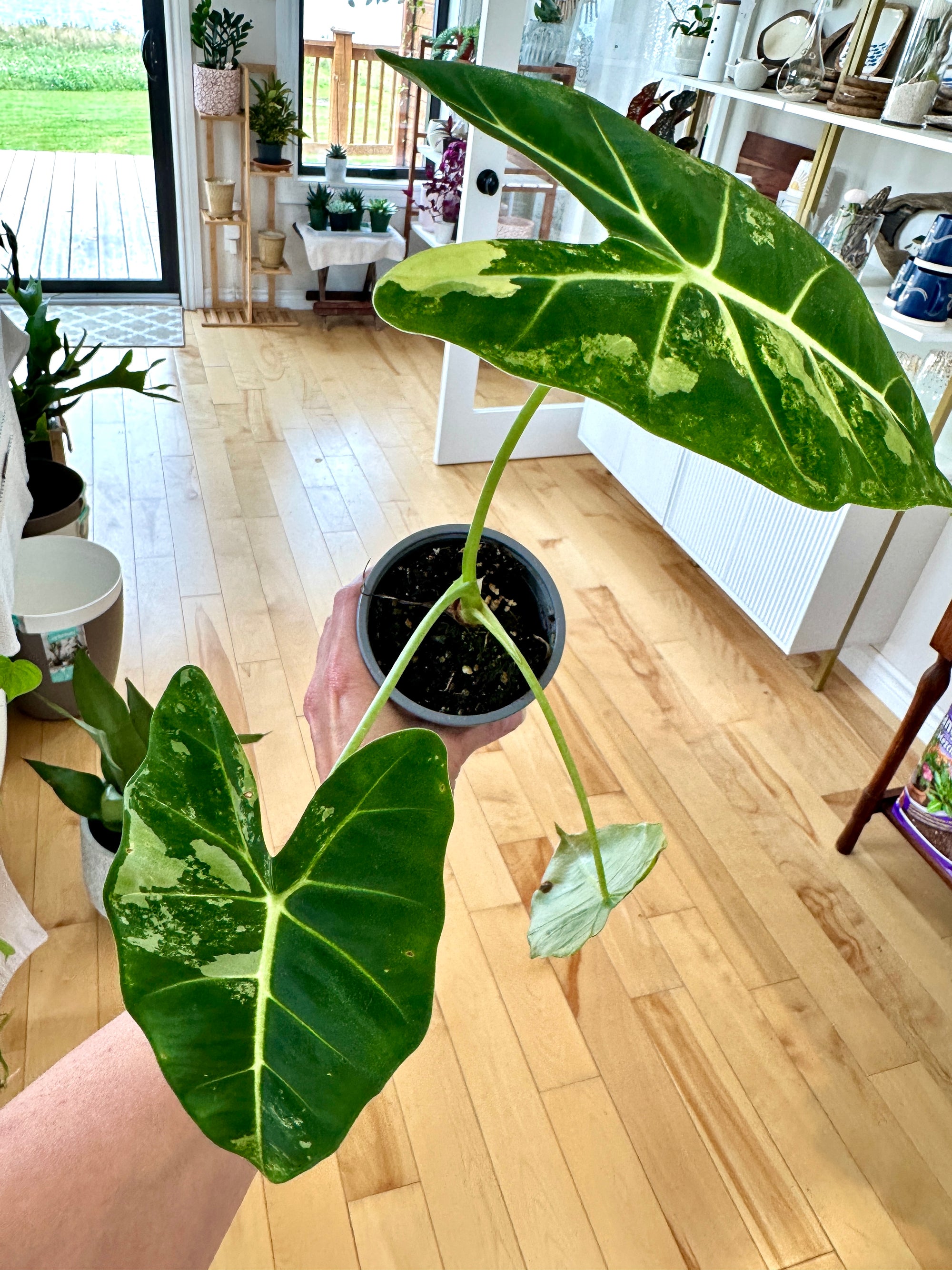 Alocasia Frydek var