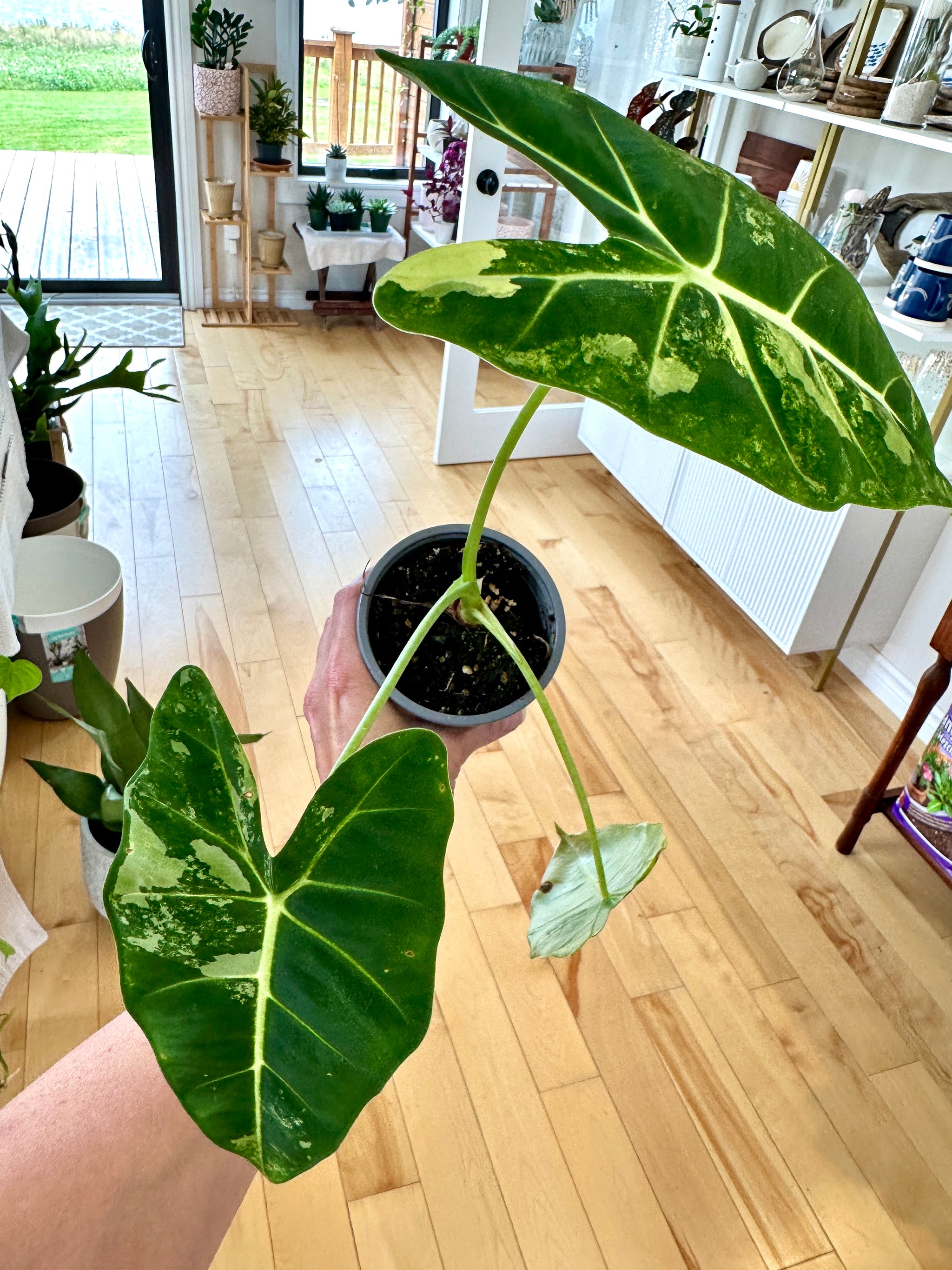 Alocasia Frydek var