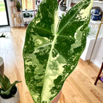 Alocasia Frydek var