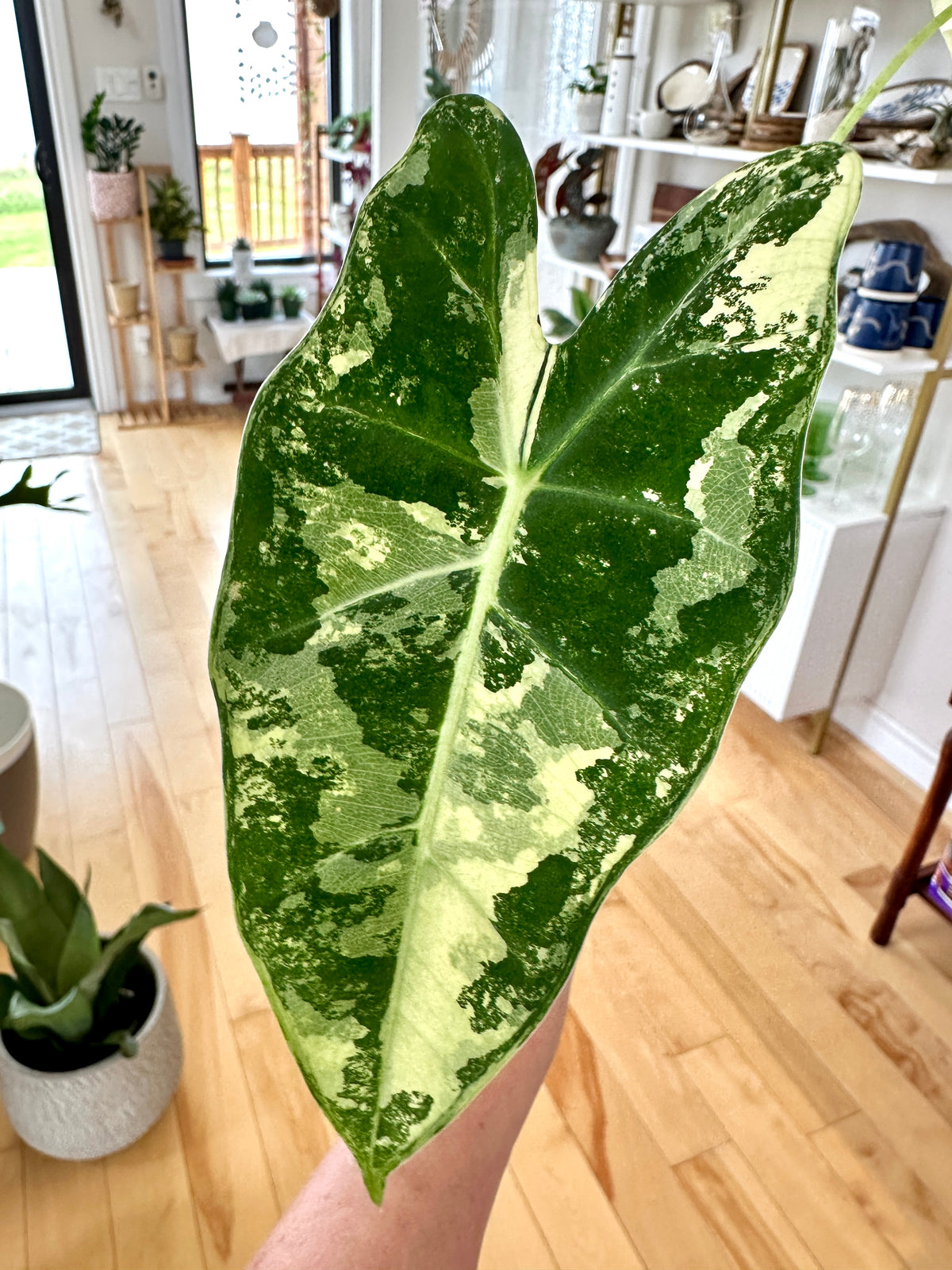 Alocasia Frydek var