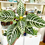 Aphelandra squarrosa 'Dania' | Zebra Plant