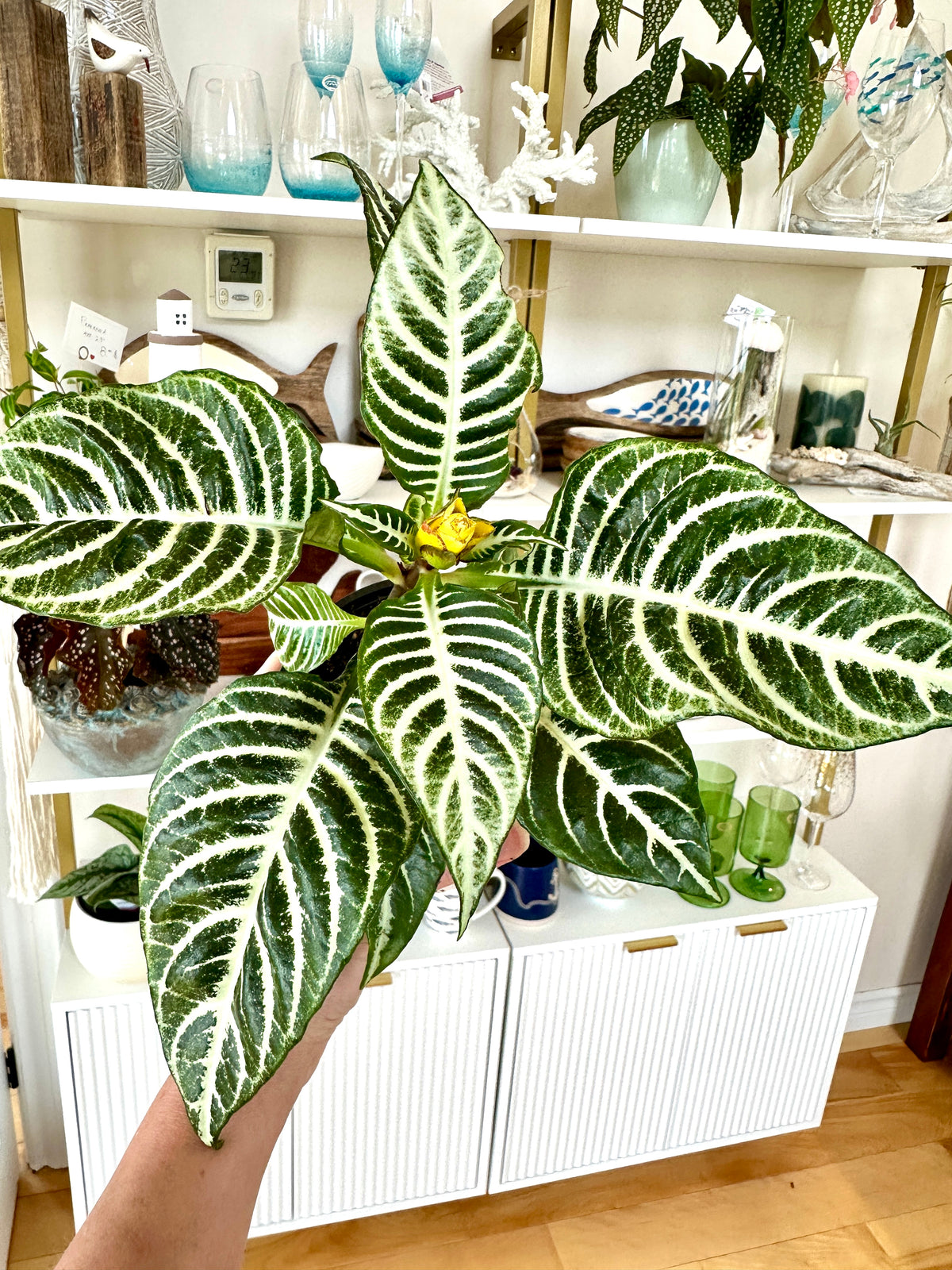 Aphelandra squarrosa 'Dania' | Zebra Plant