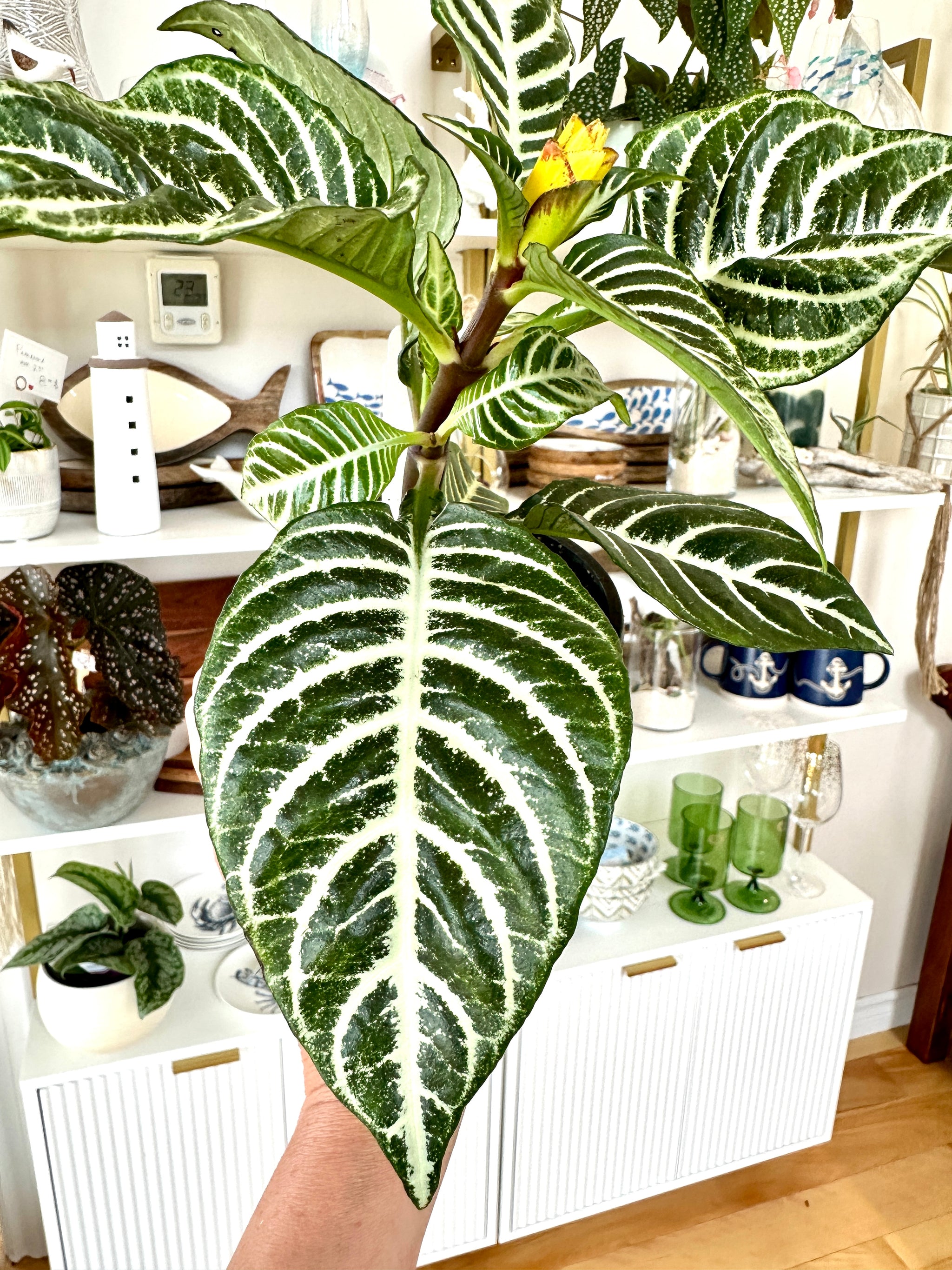 Aphelandra squarrosa 'Dania' | Zebra Plant