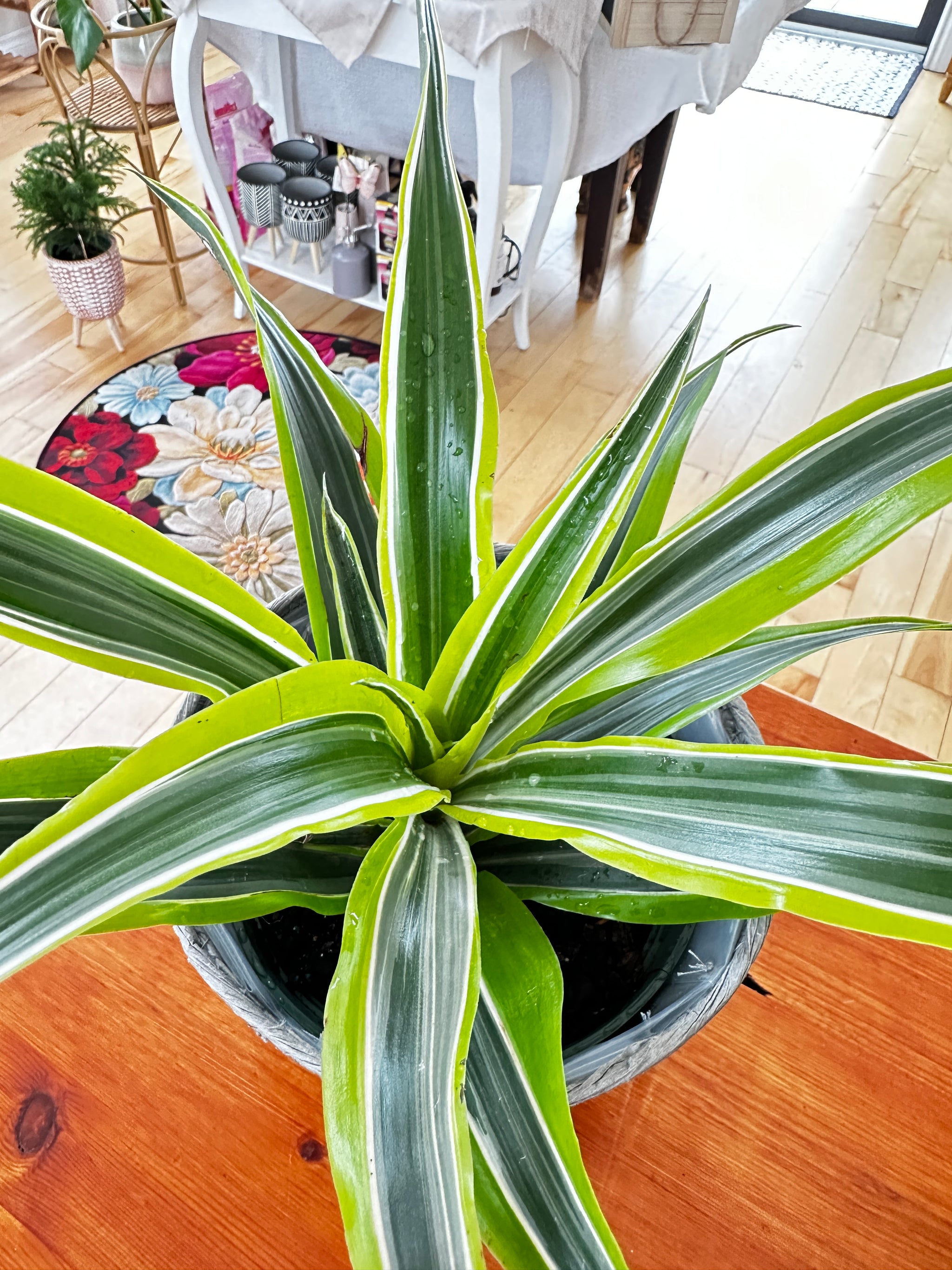 Dracaena fragrans Warneckii lemon lime