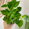 Peperomia scadens “Cupid” 4”