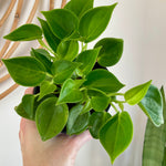 Peperomia scadens “Cupid” 4”