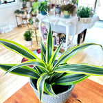 Dracaena fragrans Warneckii lemon lime