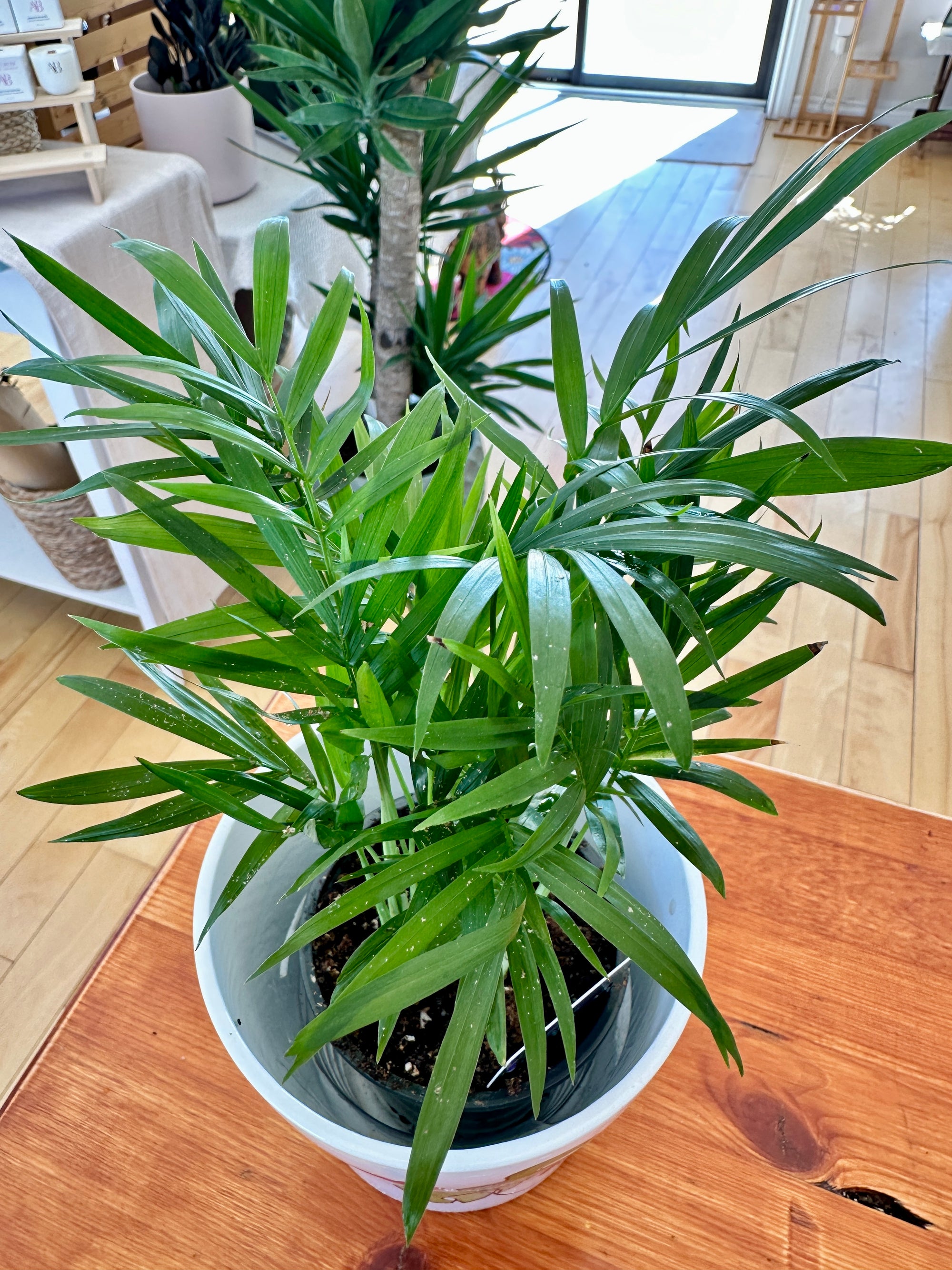 Chamaedorea elegans palmier bella palm 
