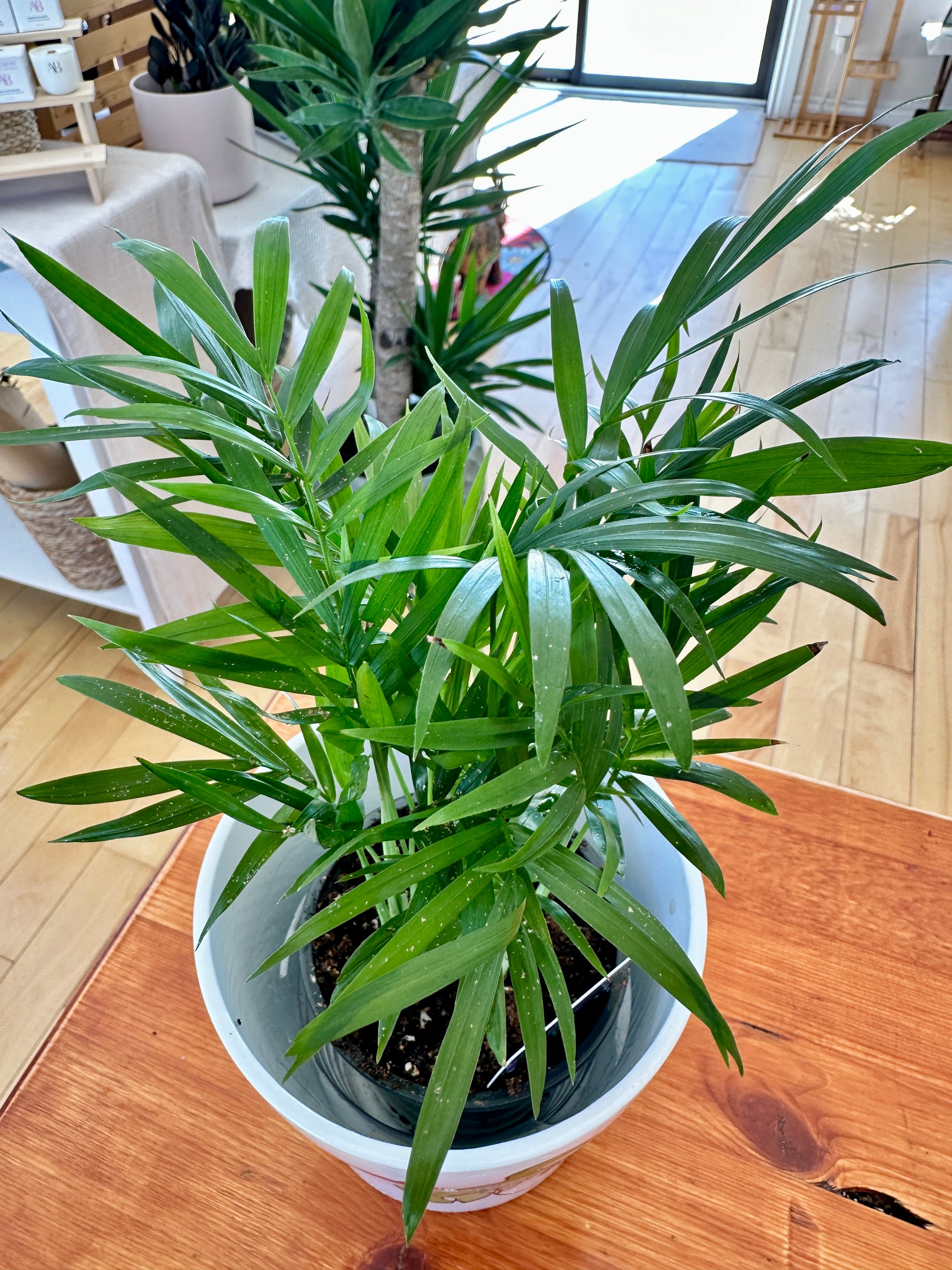 Chamaedorea elegans palmier bella palm 
