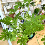 Citrosa Geranium | Lemon fragrance