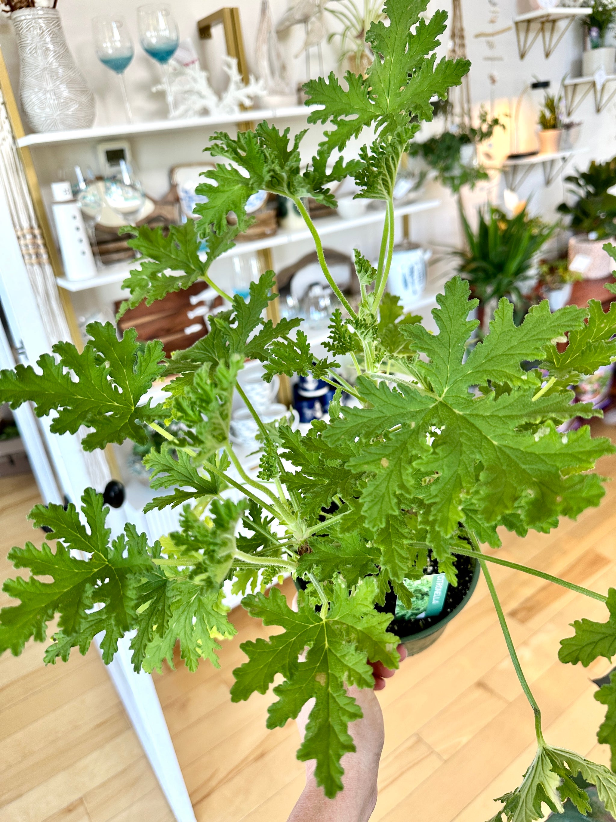 Citrosa Geranium | Lemon fragrance