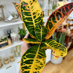 Codiaeum variegatum Croton Petra