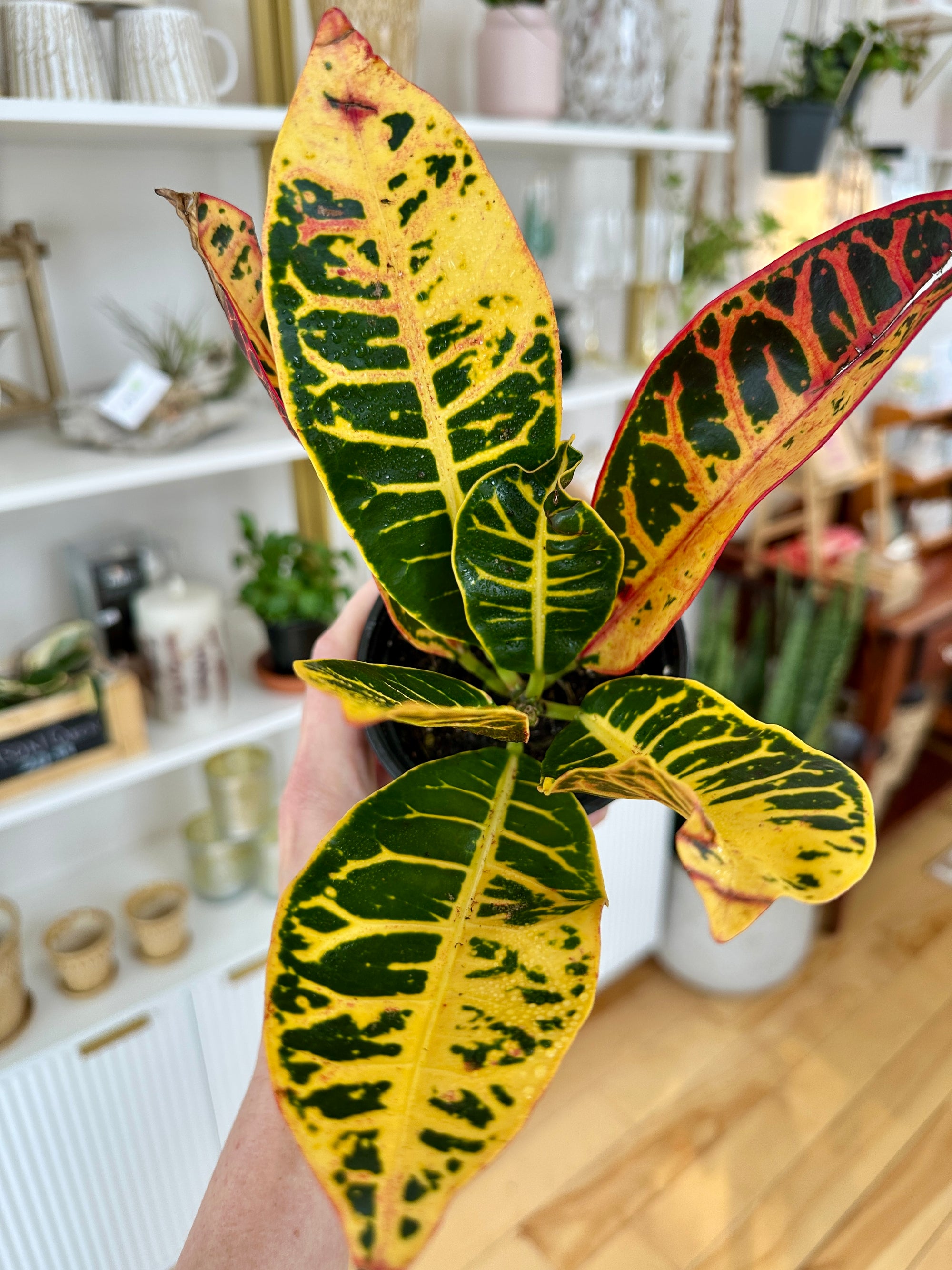 Codiaeum variegatum Croton Petra