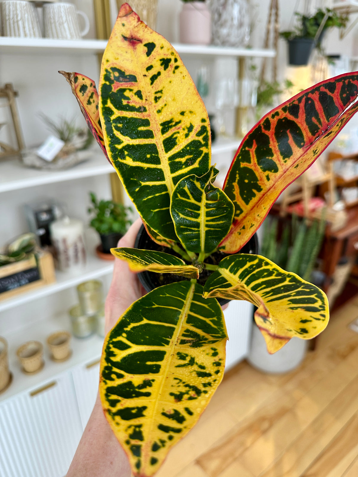 Codiaeum variegatum Croton Petra