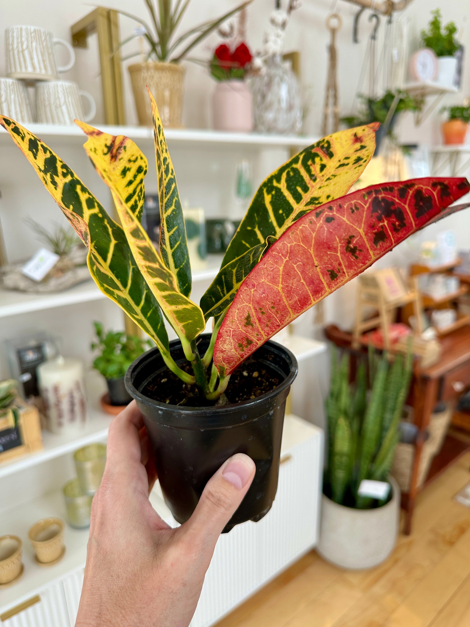 Codiaeum variegatum Croton Petra