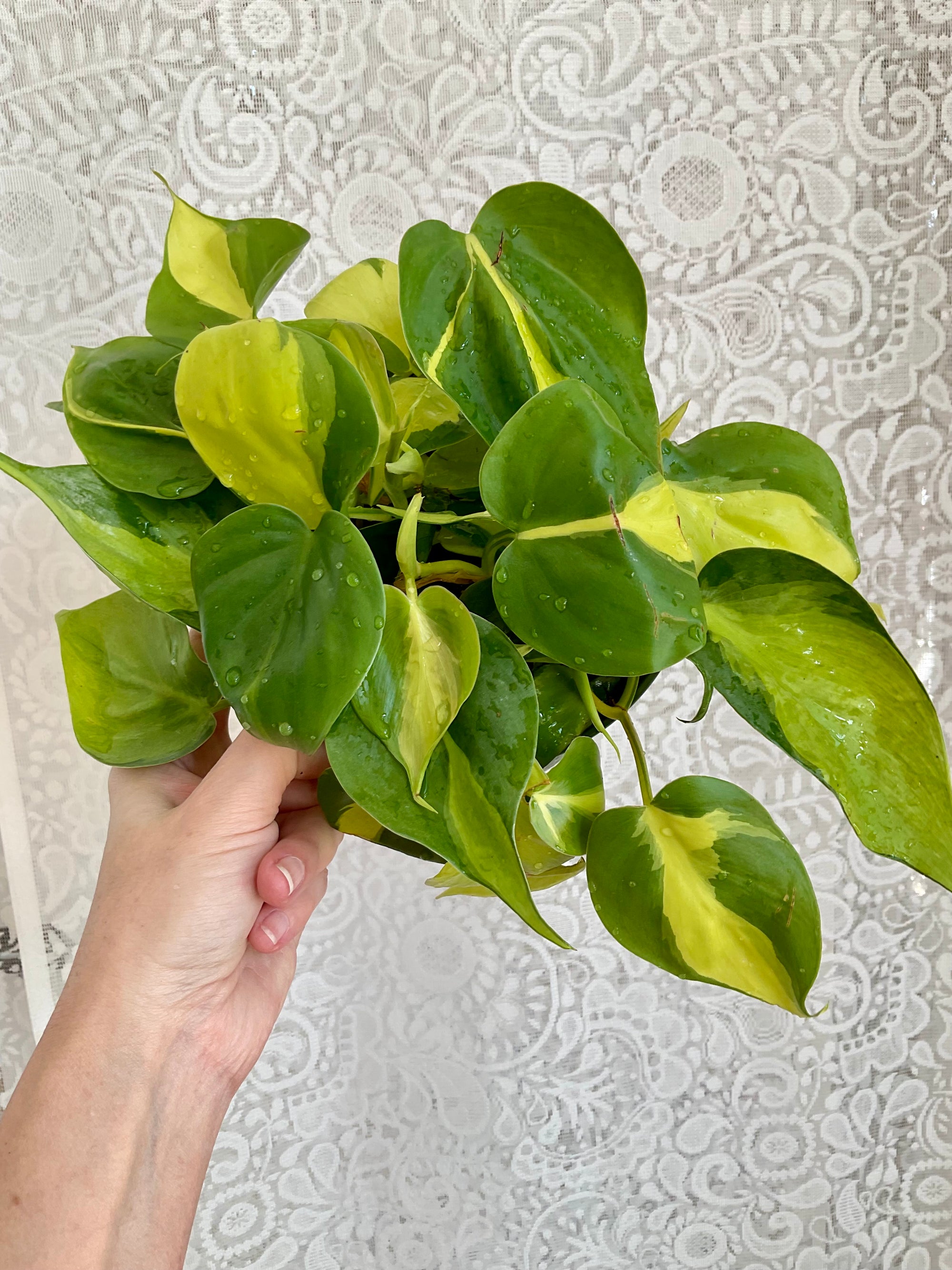 Philodendron Hederaceum 'Brasil'